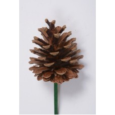 AUSTRIAN PINE CONE 2-3" (PICKED)- OUT OF STOCK